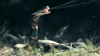 Image of a Mozambique Spitting Cobra spitting venom.