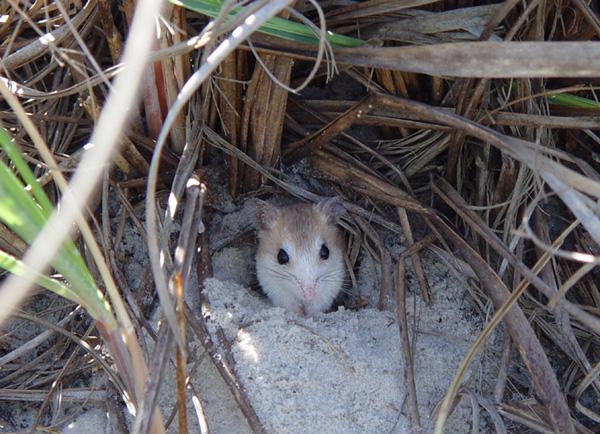 beach-mouse-100608