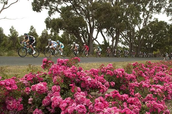 Riders string out past a colourful flower bed before descending down Fisken Road into the finish in Buninyong.