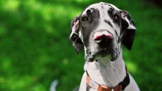 Great Dane facts: Great Dane looking at camera with grass behind