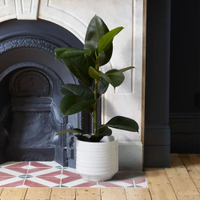 Large Ficus Rubber Plant | £28 at M&amp;S