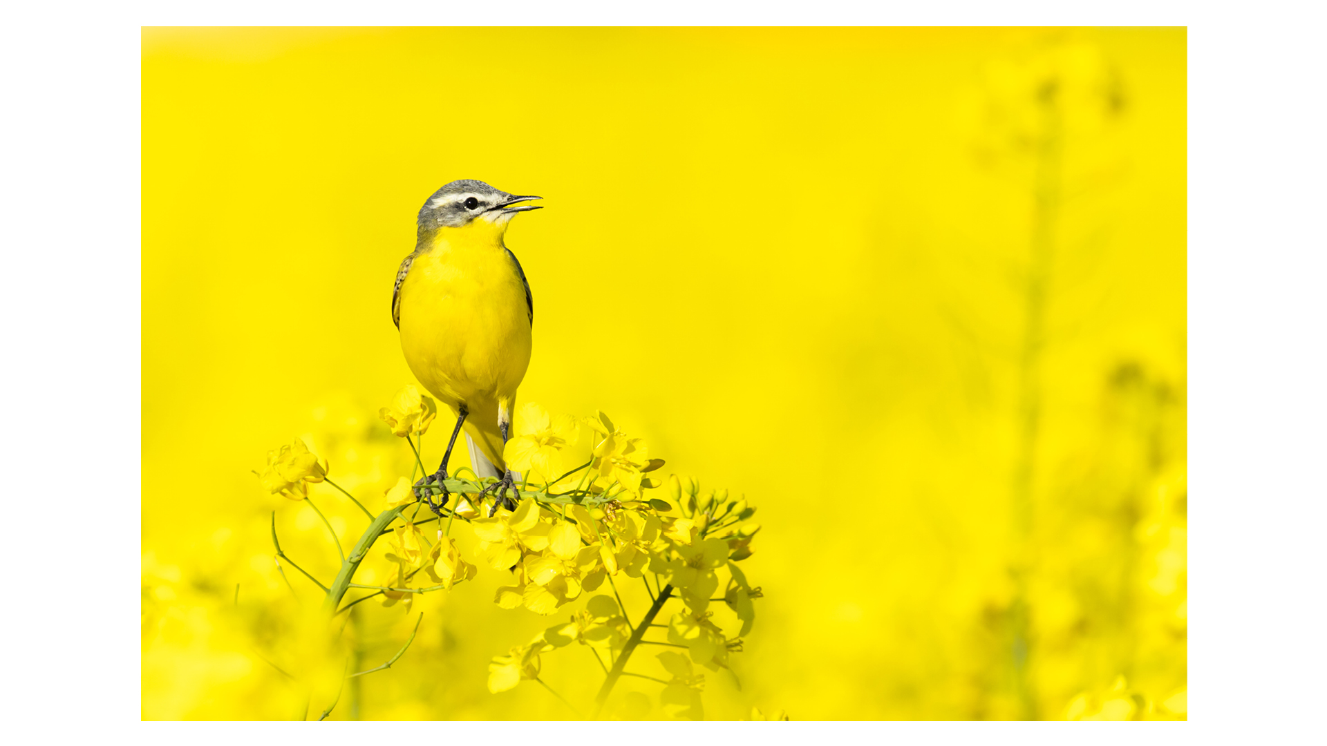 Photograph of a yellow bird perching on a flower in Kórnik, Poland, taken by Maksymilian Paczkowski, the winner of Young Travel Photographer of the Year 2024.