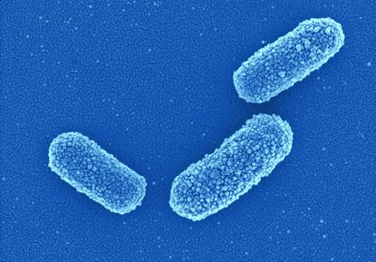 toothbrush bacterium