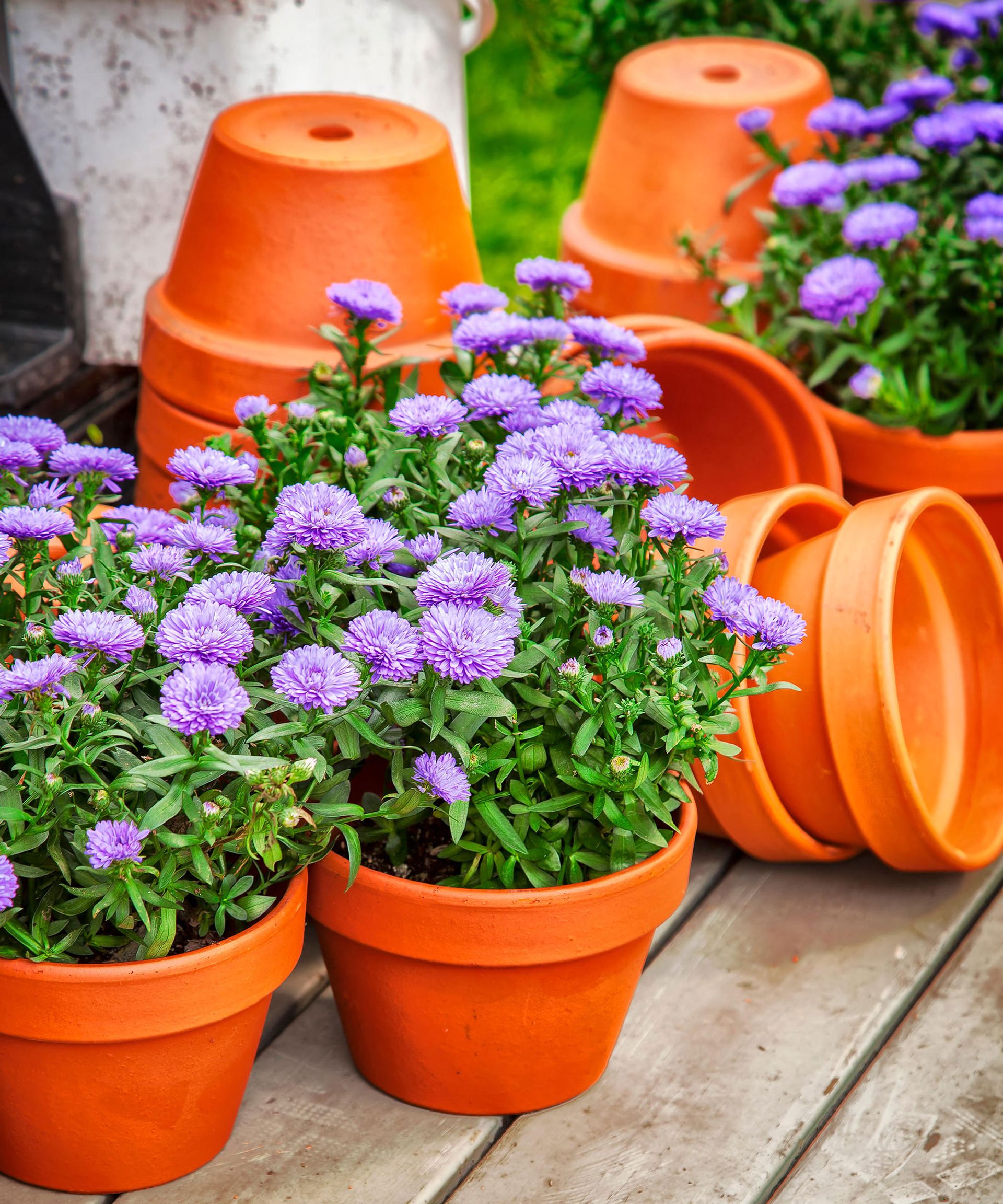 purple asters in orange terracotta pots on wooden table
