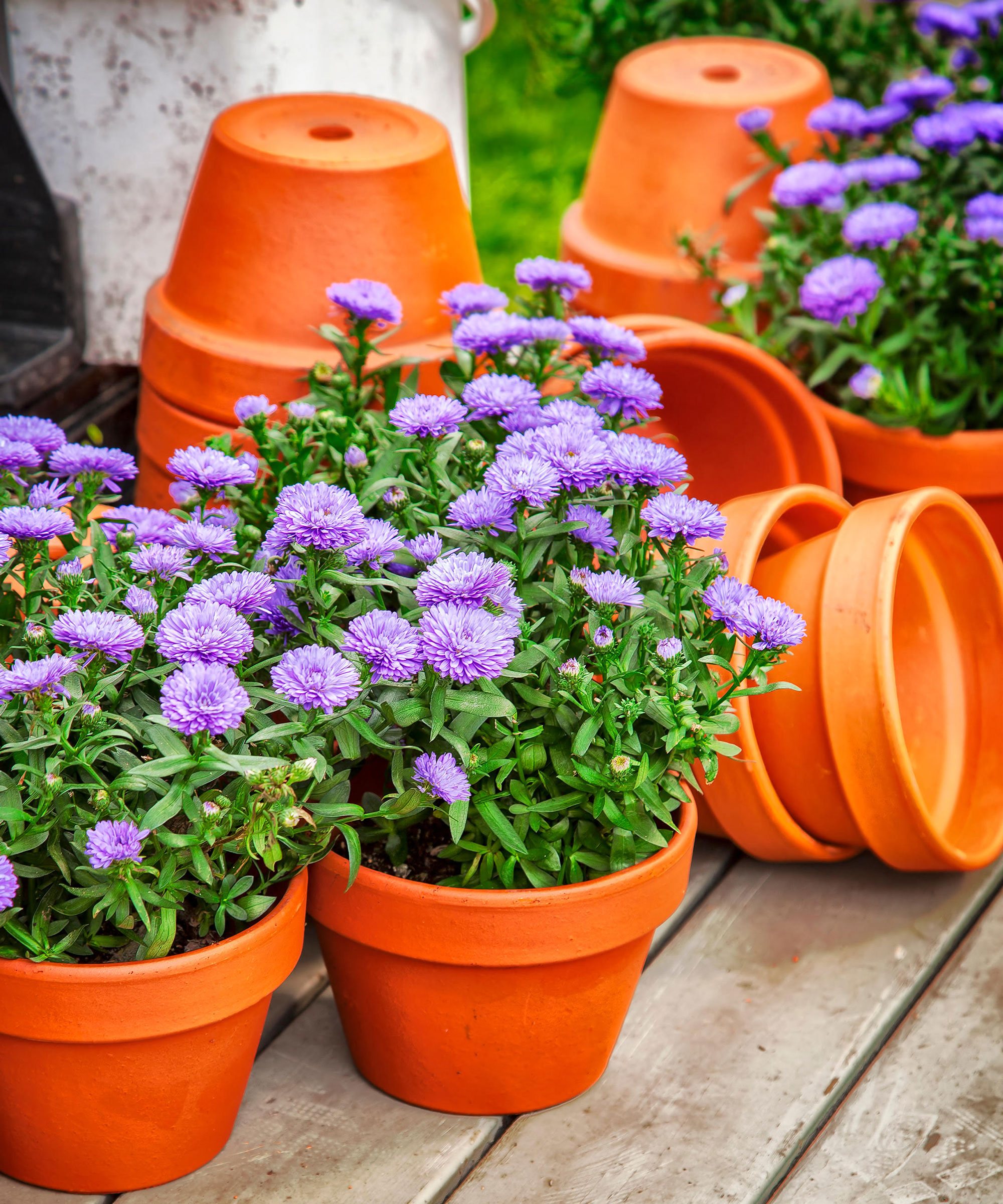 purple asters in orange terracotta pots on wooden table
