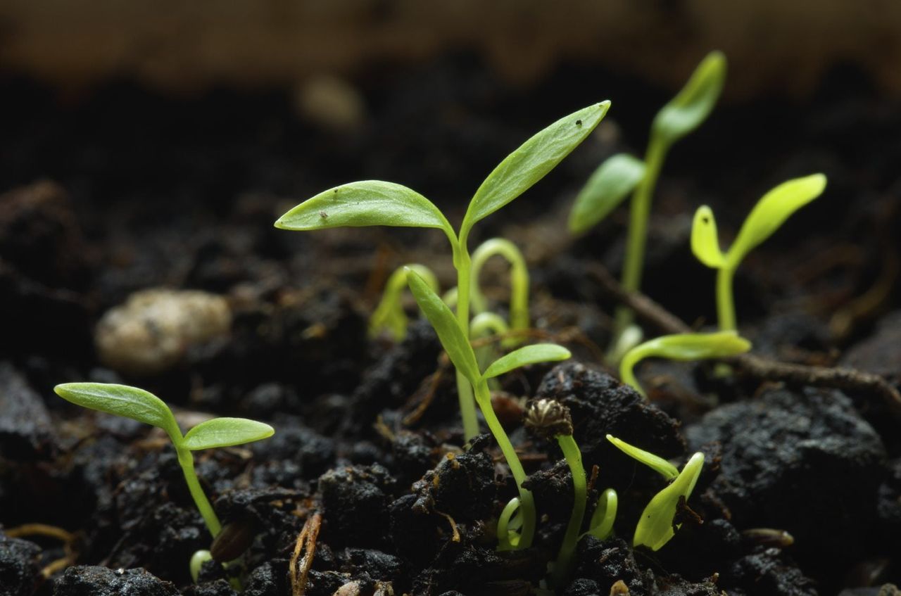 Parsley Seedlings