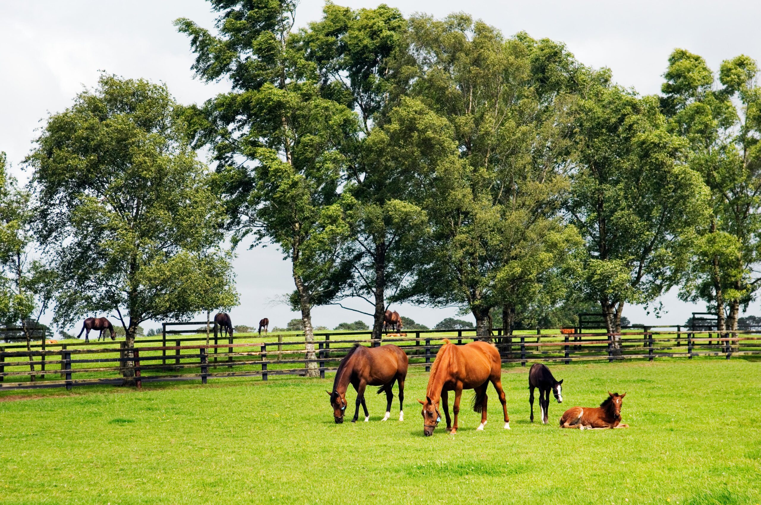 horses at stud in tidy paddocks