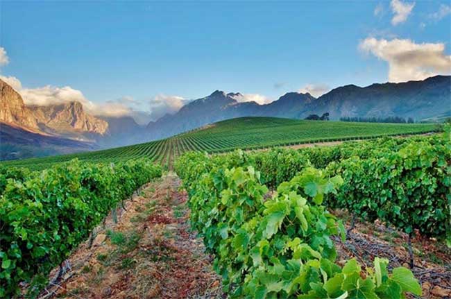 Oldenburg vineyards, Stellenbosch