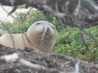 This Hawaiian monk seal got an eel stuck in its nose. Scientists say this is a rare, but not unheard of, occurrence.