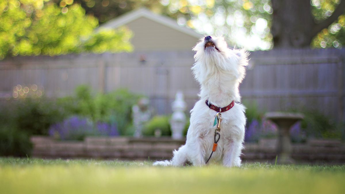 Dog howling in a garden