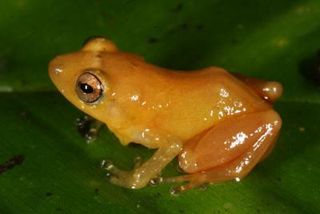 A bright yellow frog