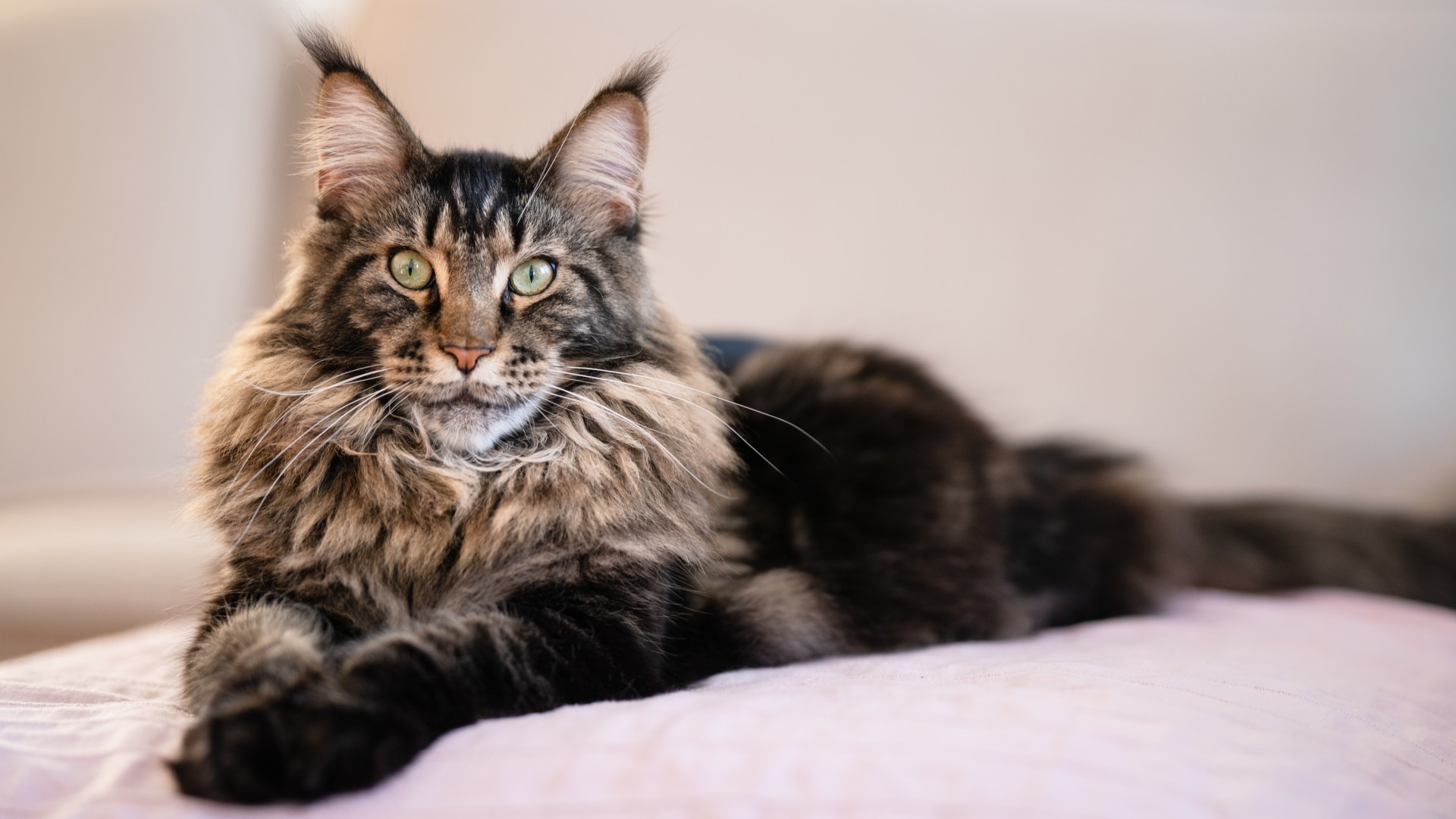 Maine Coon