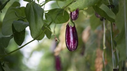Eggplant growing on the plant