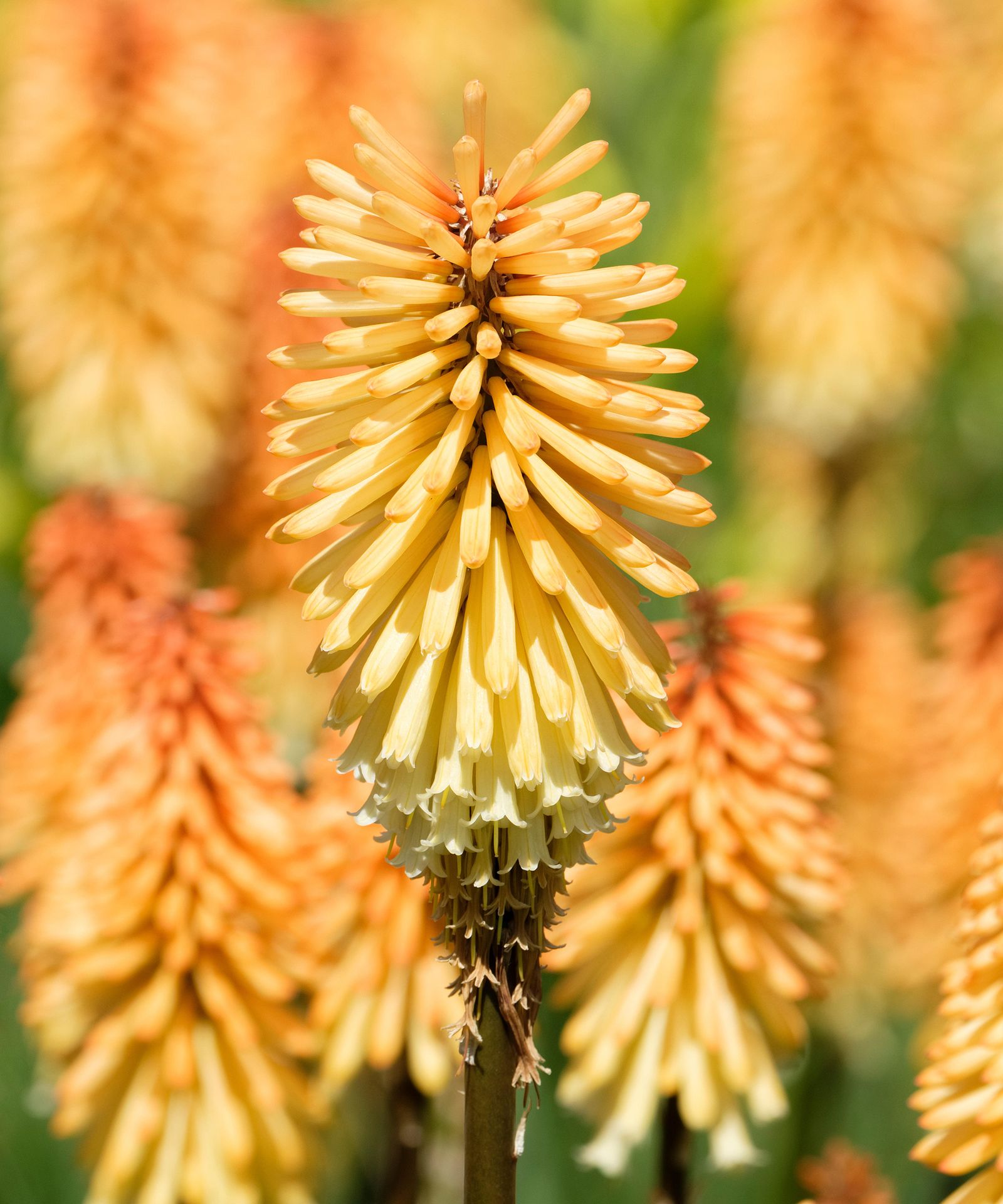 Red Hot Poker Varieties: 16 Types For Sizzling Summer Color | Gardeningetc