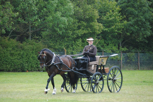 Emily Ham and Crossfield Glory, private driving champion and concours d'elegance champion at Three Counties