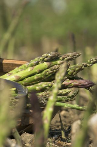 basket of harvested asparagus