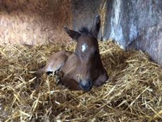 Lily's foal