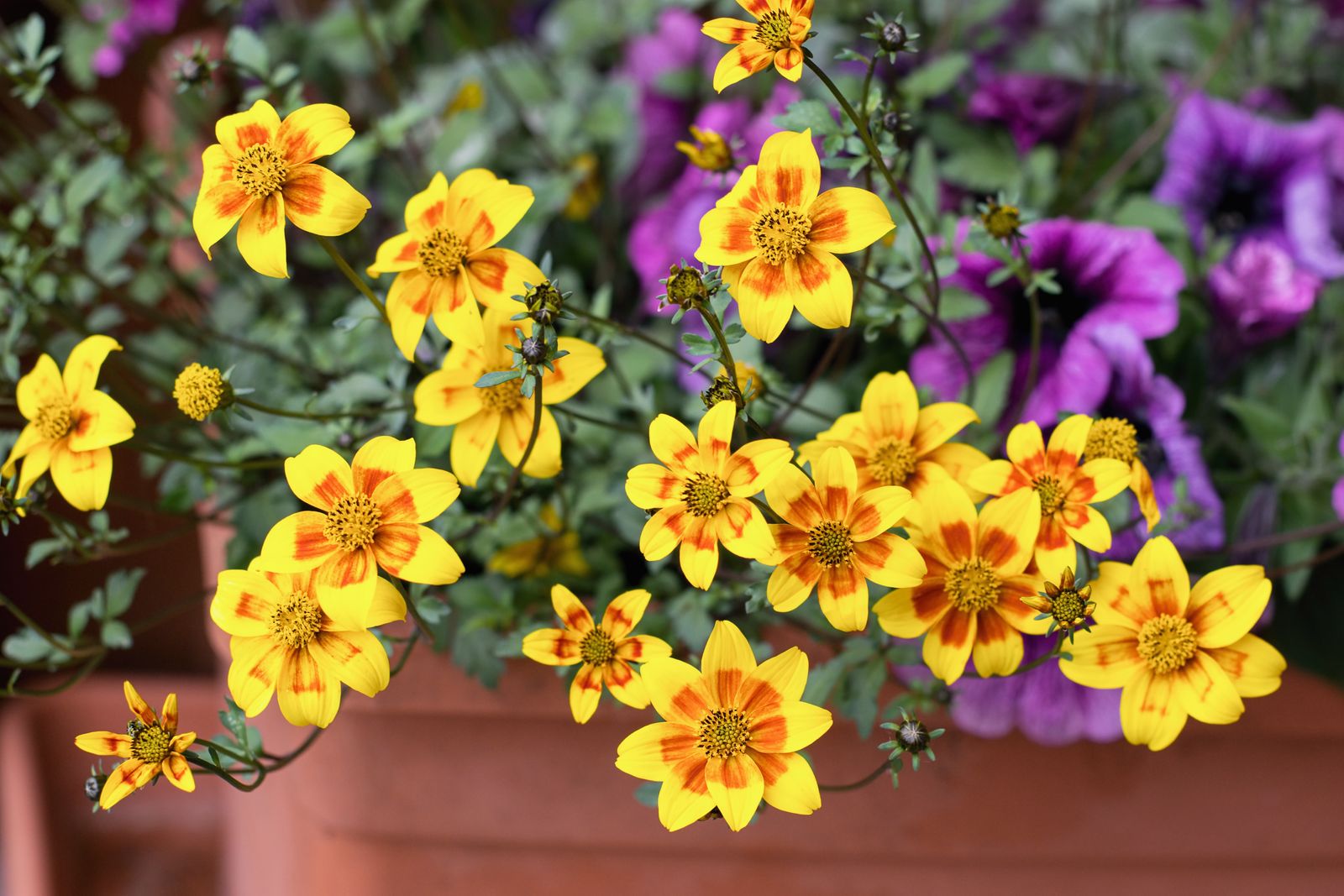 The 8 best flowers to grow in pots in full sun Livingetc