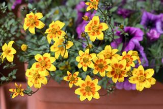 Close up of yellow coreopsis flowers in a pot