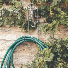 A garden hose hanging on a hook on a vine-covered garden wall