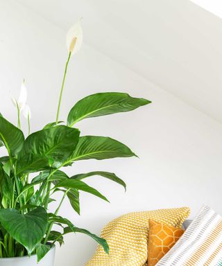 peace lily in home