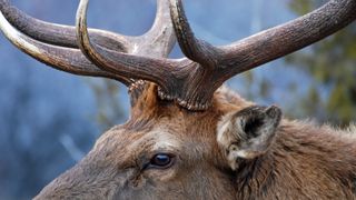 Close-up of bull elk
