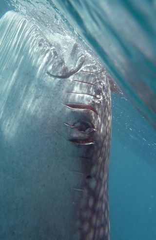 Gashes from a propeller scar on a whale shark.