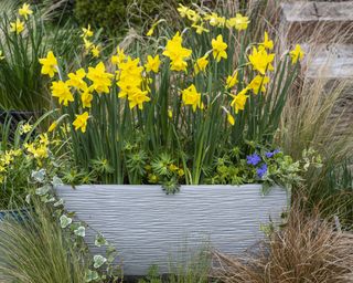 Bulb Lasagne Trough. In early spring, the last but deepest layer emerges, Narcissus 'Sweetness'