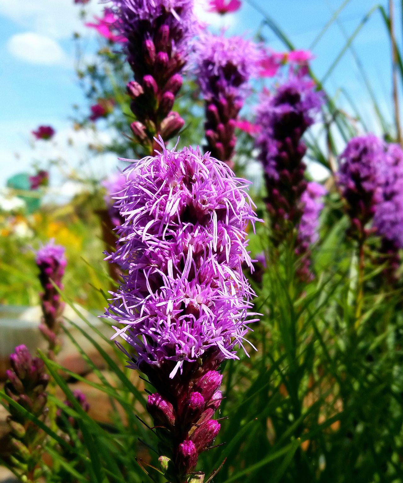 When and how to plant liatris bulbs expert advice to get it right