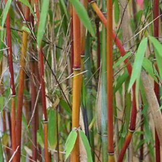 picture of red panda bamboo