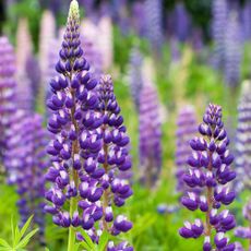Wild lupines, aka the perennial quietly replacing delphiniums 