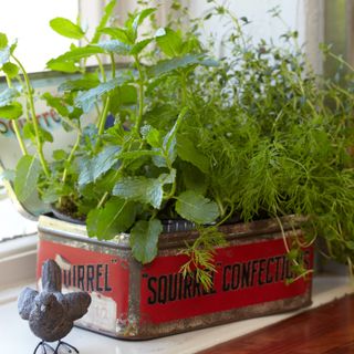 A planter with herbs on a windowsill