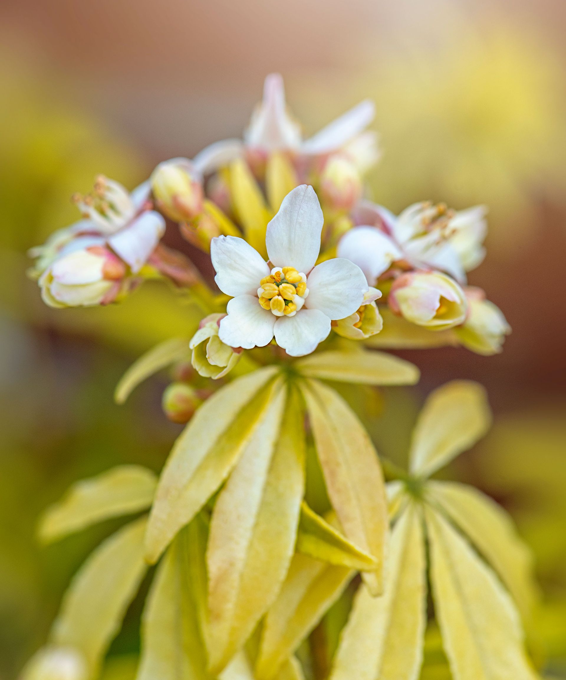 Choisya ternata shrub in bloom with white flowers