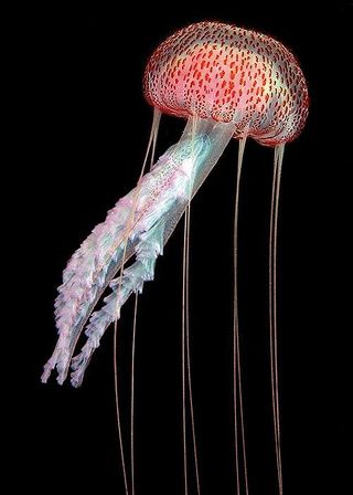 jellyfish-110421-02