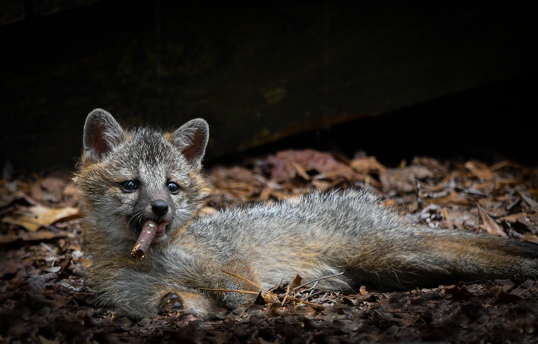 Comedy Wildlife Photography