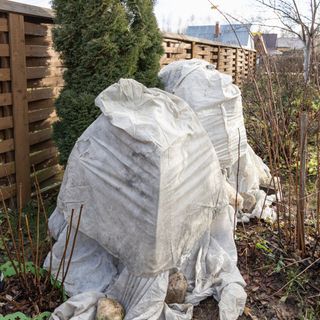 Horticultural fleece plant cover wrap on plants in garden