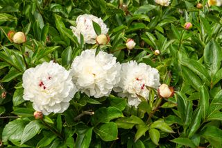 Roses in a cottage garden