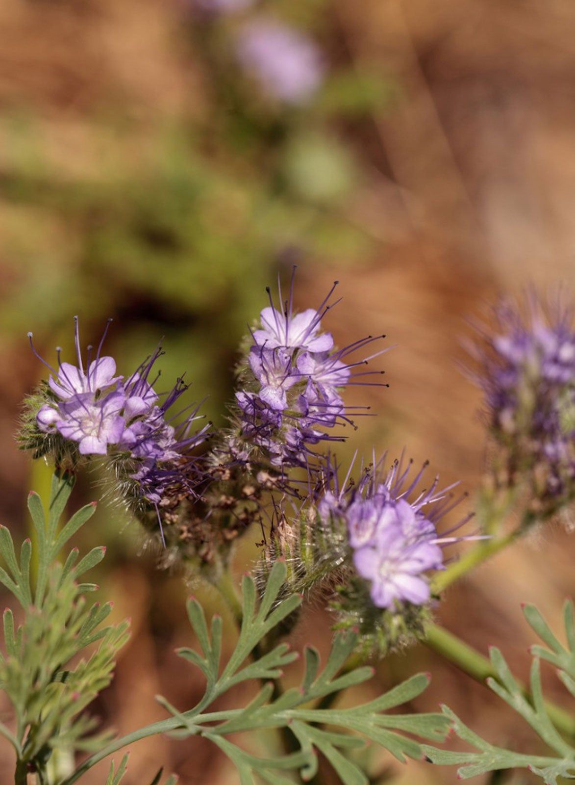 purple-sage-plant-facts-tips-on-the-care-of-purple-sage-in-landscapes