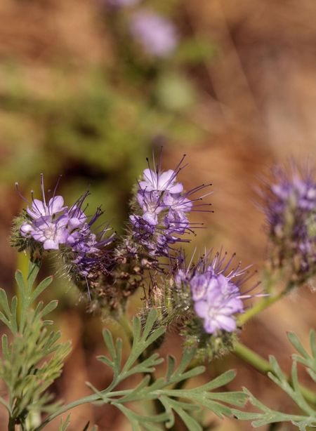 Purple Sage Plant