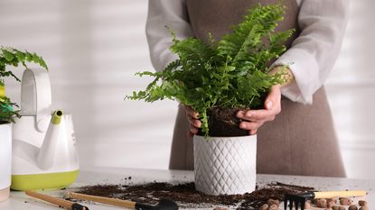 Woman planting fern at white table indoors