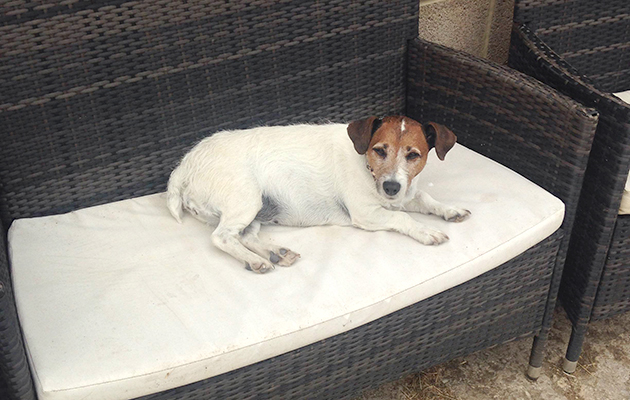 My dog Pringle taking things easy in the sun