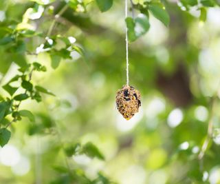 bird feeder hanging from tree