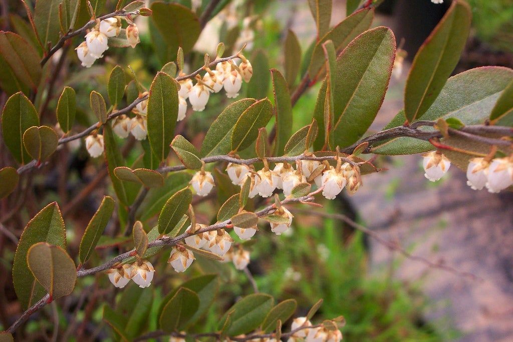 Leatherleaf Plant