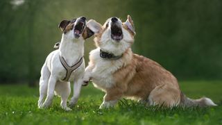 Two dogs barking together