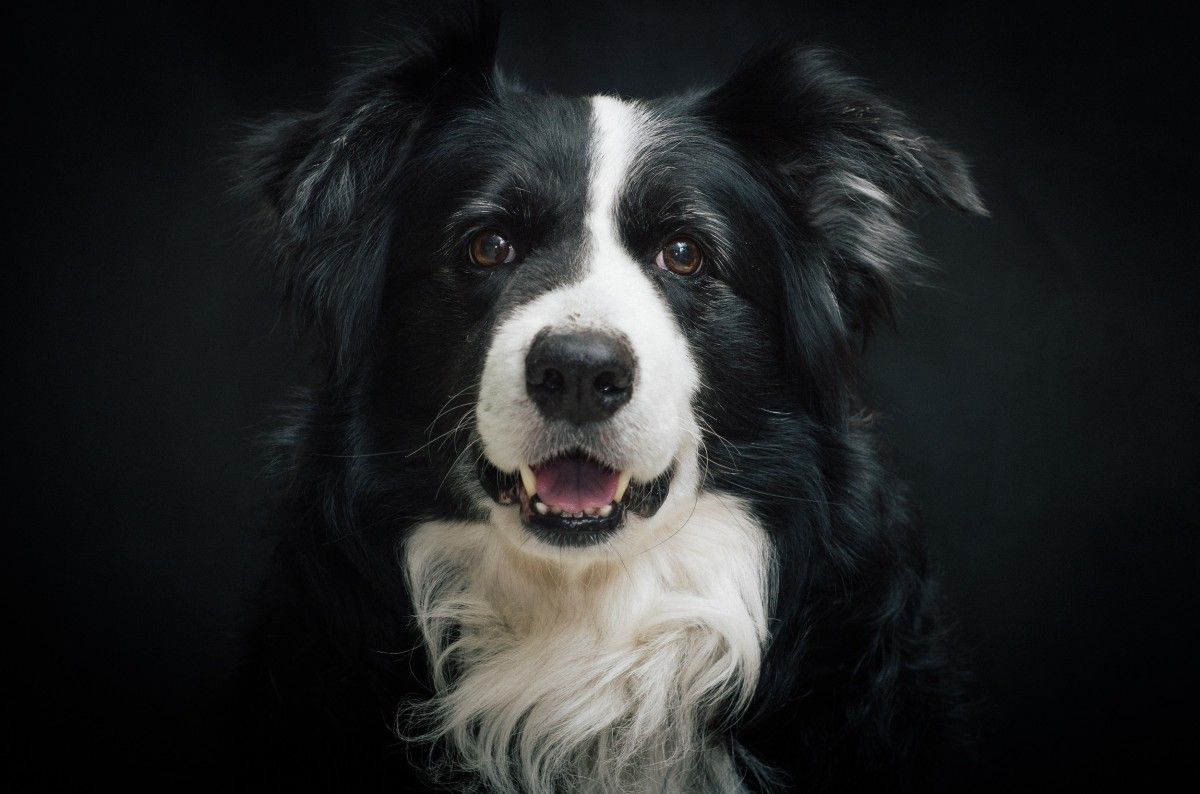 A border collie