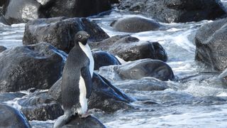 Pingu the penguin is lost