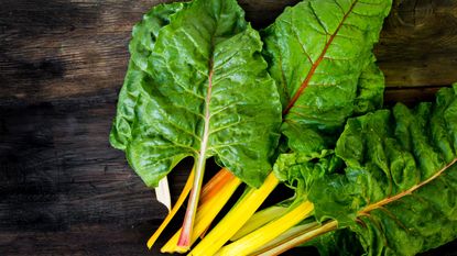 Colorful swiss chard leaves