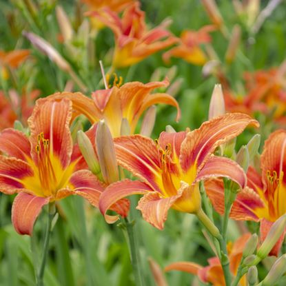 Orange daylily flowers