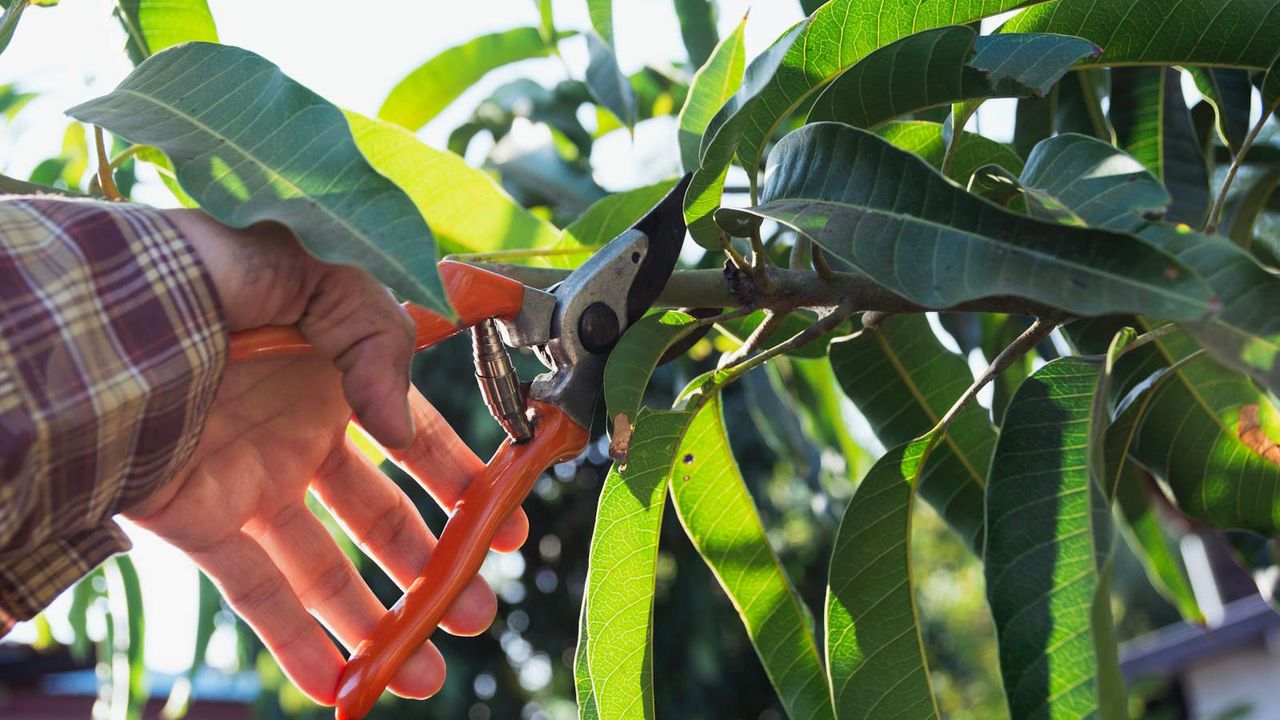 Gardener pruning tree branches with pruning shears