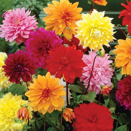 Expert Gardener Dahlia Dinnerplate Mix (set of 3 Dormant Bulbs) Full Sun, Multi-Color, Annual